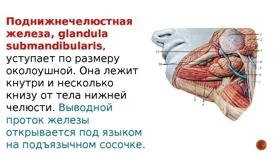 Поднижнечелюстная железа, glandula submandibularis ,  уступает по размеру околоушной. Она лежит кнутри и