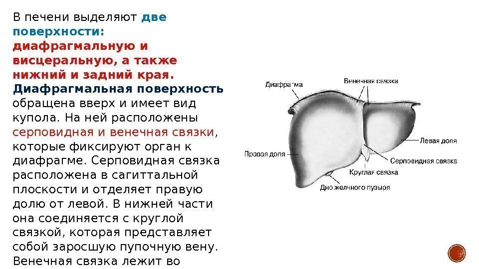 В печени выделяют две поверхности:  диафрагмальную и висцеральную, а также нижний и задний