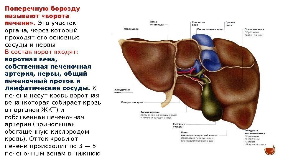 Поперечную борозду называют «ворота печени» .  Это участок органа, через который проходят его