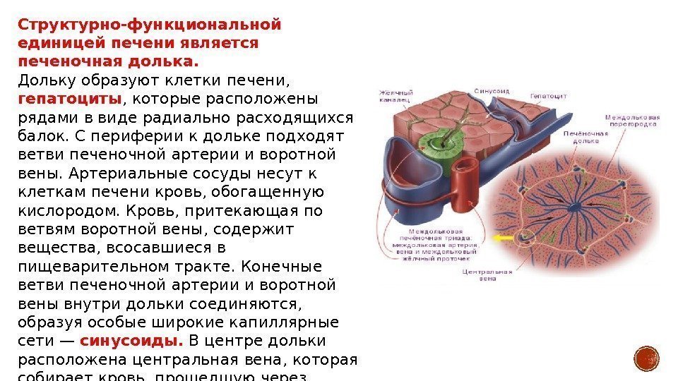 Структурно-функциональной единицей печени является печеночная долька.  Дольку образуют клетки печени,  гепатоциты ,