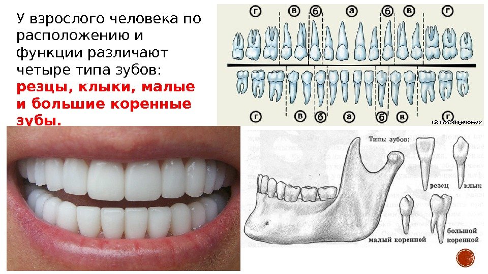 У взрослого человека по расположению и функции различают четыре типа зубов:  резцы, клыки,