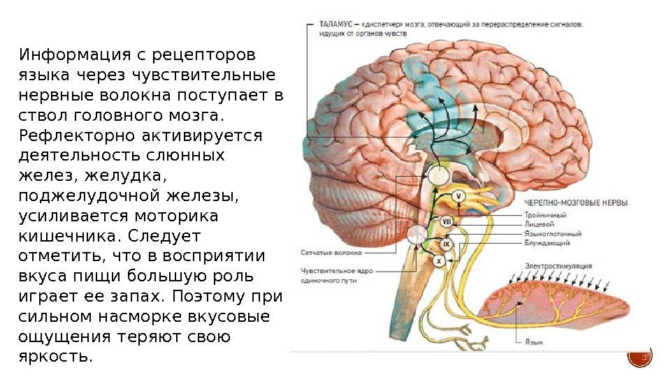 Информация с рецепторов языка через чувствительные нервные волокна поступает в ствол головного мозга. 