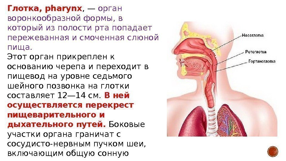 Глотка, pharynx , — орган воронкообразной формы, в который из полости рта попадает пережеванная