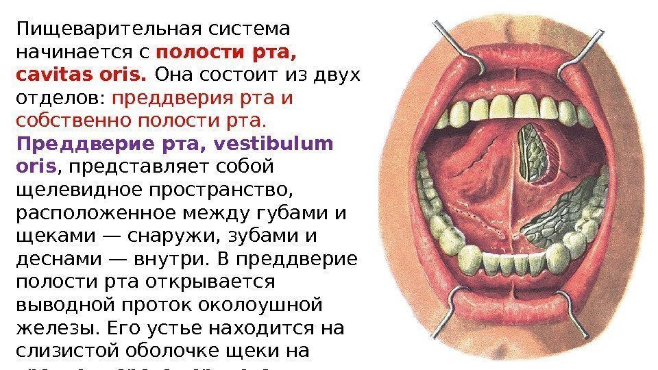 Пищеварительная система начинается с полости рта,  cavitas oris.  Она состоит из двух