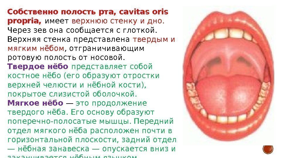 Собственно полость рта, cavitas oris propria,  имеет верхнюю стенку и дно.  Через