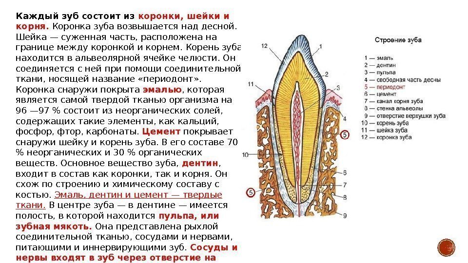 Каждый зуб состоит из  коронки, шейки и корня.  Коронка зуба возвышается над