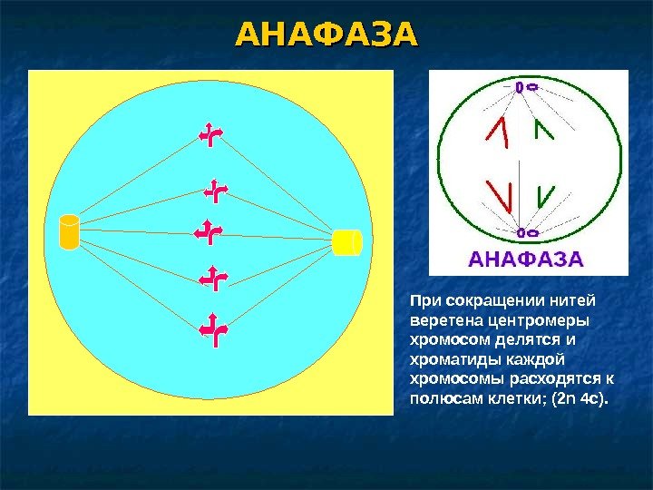АНАФАЗА При сокращении нитей веретена центромеры хромосом делятся и хроматиды каждой хромосомы расходятся к