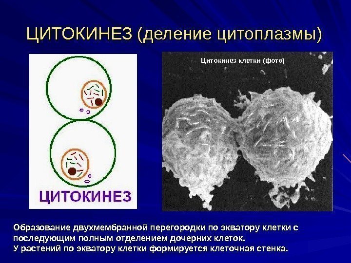 ЦИТОКИНЕЗ (деление цитоплазмы) Образование двухмембранной перегородки по экватору клетки с последующим полным отделением дочерних