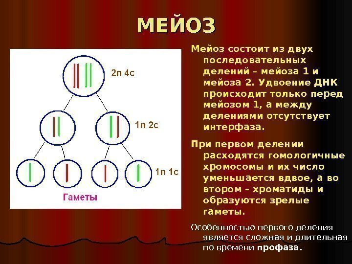 МЕЙОЗ Мейоз состоит из двух последовательных делений – мейоза 1 и мейоза 2. Удвоение
