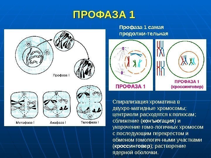 ПРОФАЗА 1  Профаза 1 самая продолжи-тельная Спирализация хроматина в двухро-матидные хромосомы;  центриоли