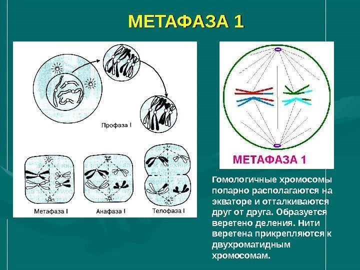 МЕТАФАЗА 1 Гомологичные хромосомы попарно располагаются на экваторе и отталкиваются друг от друга. Образуется
