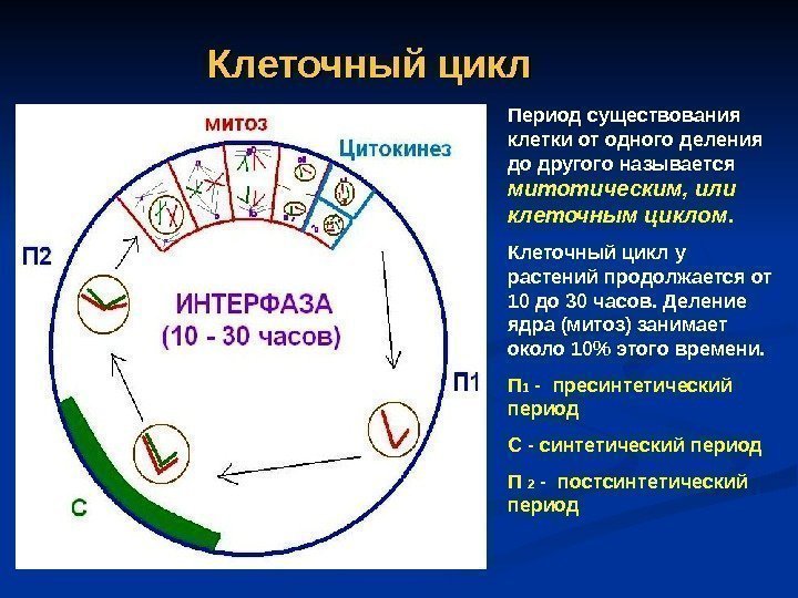 Клеточный цикл Период существования клетки от одного деления до другого называется митотическим, или клеточным