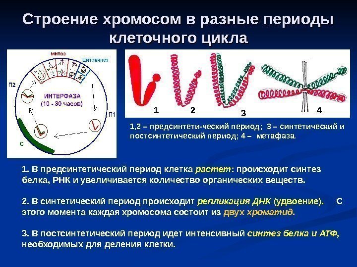 Строение хромосом в разные периоды клеточного цикла 1 2 3 4 1, 2 –