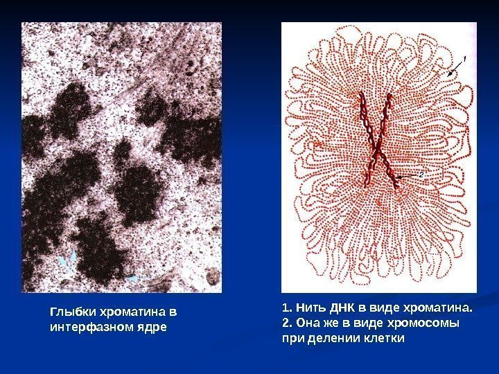 Глыбки хроматина в интерфазном ядре 1. Нить ДНК в виде хроматина.  2. Она