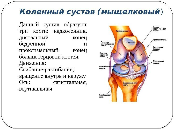 Сустав человека строение анатомия. Строение коленного сустава человека анатомия. Строение и функции суставов. Строение коленного сустава кости. Коленный сустав кости образующие сустав.