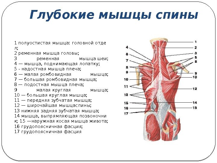 1 полуостистаямышца: головнойотде л; 2 ременнаямышцаголовы; 3 ременная мышцашеи; 4—мышца, поднимающаялопатку; 5 - надостнаямышцаплеча;