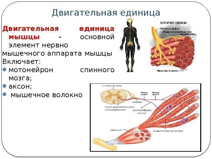 Двигательная единица мышцы - основной элемент нервно мышечного аппарата мышцы Включает:  мотонейрон спинного