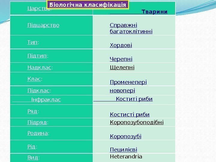 Царство :    Тварини Підцарство Справжні багатоклітинні Тип : Хордові Підтип :