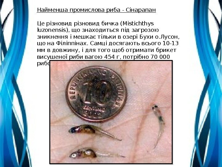 Найменша промислова риба - Сінарапан Це різновид бичка (Mistichthys luzonensis), що знаходиться під загрозою