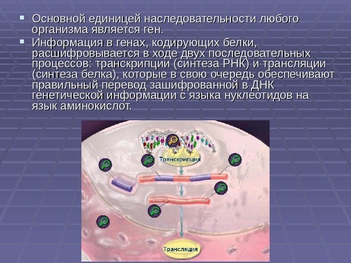  Основной единицей наследовательности любого организма является ген.  Информация в генах, кодирующих белки,