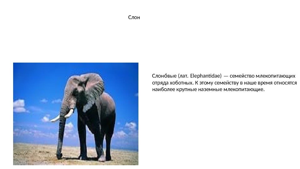 Слон вые (лат. Elephantdae) — семейство млекопитающих ои отряда хоботных. К этому семейству в