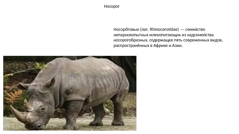 Носорог Носор говые (лат. Rhinocerotdae) — семейство ои непарнокопытных млекопитающих из надсемейства носорогобразных, содержащее
