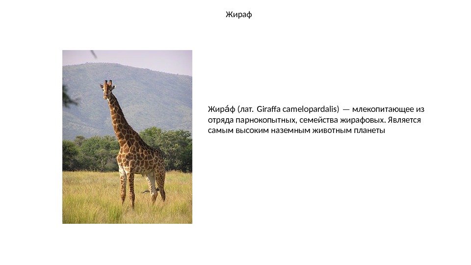 Жираф Жир ф (лат. Girafa camelopardalis) — млекопитающее из аи отряда парнокопытных, семейства жирафовых.