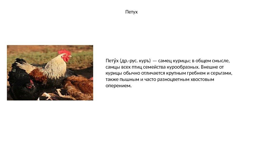 Петух Пет х (др. -рус. куръ) — самец курицы; в общем смысле, уа самцы