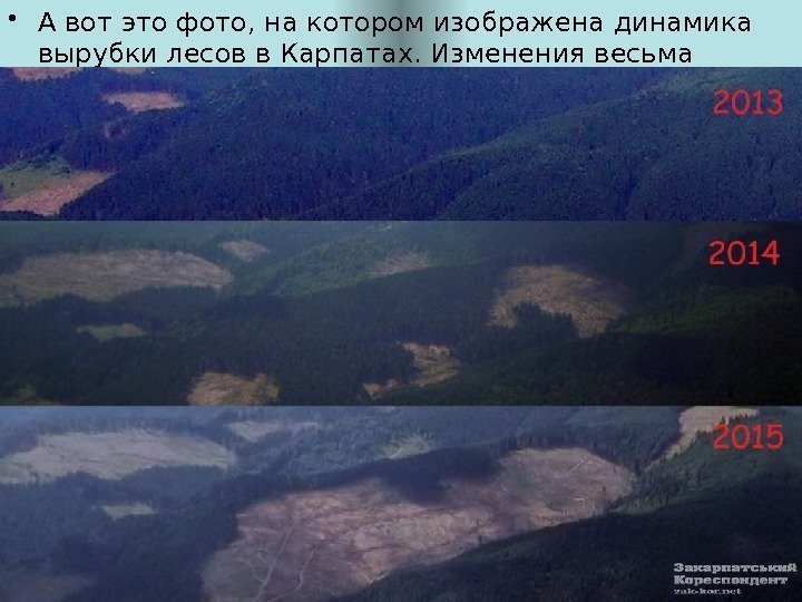  • А вот это фото, на котором изображена динамика вырубки лесов в Карпатах.