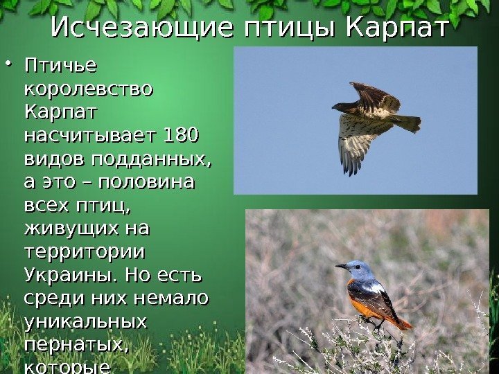 Исчезающие птицы Карпат • Птичье королевство Карпат насчитывает 180 видов подданных,  а это