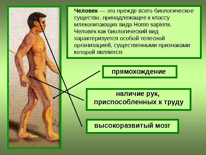 Человек — это прежде всего биологическое существо, принадлежащее к классу млекопитающих вида Homo sapiens.