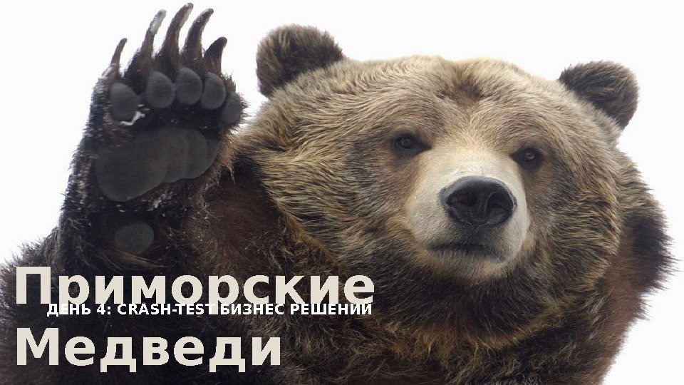 Приморские Медведи ДЕНЬ 4: CRASH-TEST БИЗНЕС РЕШЕНИЙ  