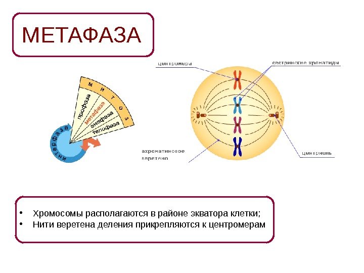 МЕТАФАЗА • Хромосомы располагаются в районе экватора клетки;  • Нити веретена деления прикрепляются