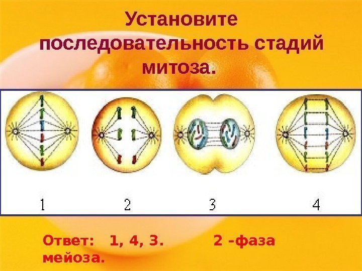 Установите последовательность стадий митоза.  Ответ:  1, 4, 3.  2 –фаза мейоза.