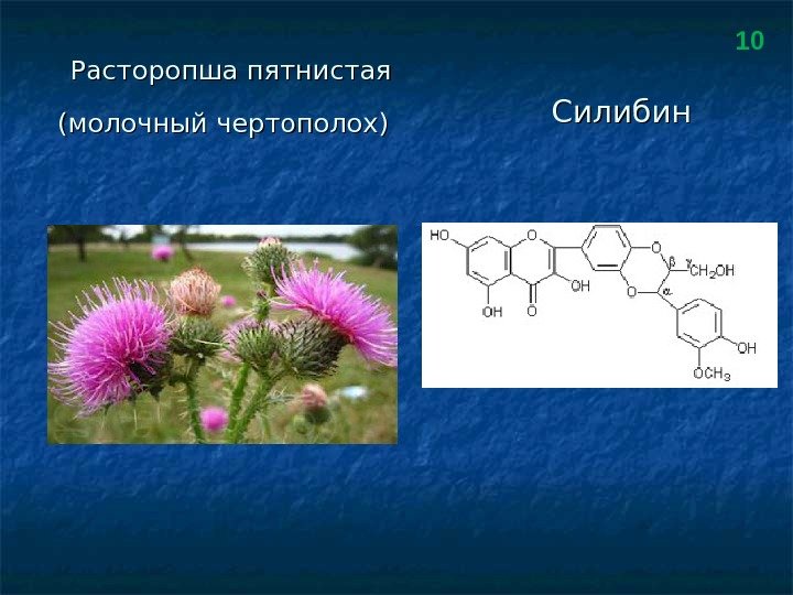 Расторопша пятнистая рисунок