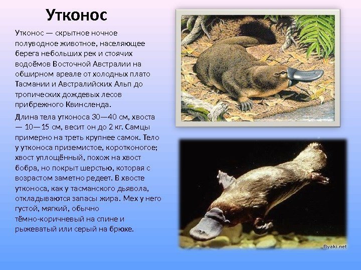 Утконос — скрытное ночное полуводное животное, населяющее берега небольших рек и стоячих водоёмов Восточной