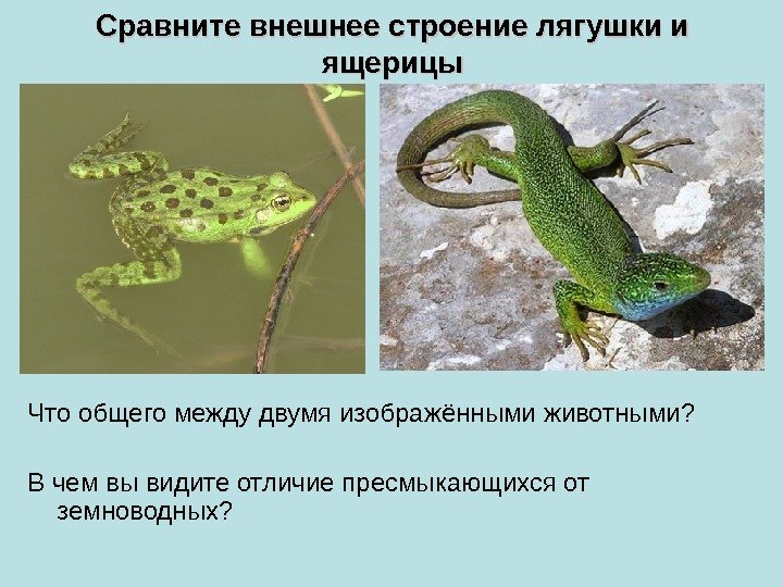 Сравните внешнее строение лягушки и ящерицы Что общего между двумя изображёнными животными? В чем