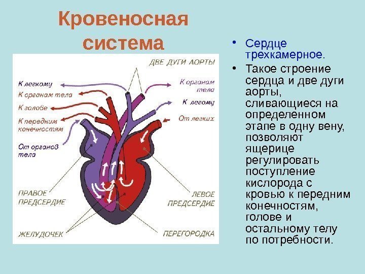 Кровеносная  система • Сердце трехкамерное.  • Такое строение сердца и две дуги