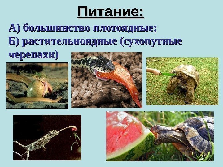 Питание: А) большинство плотоядные; Б) растительноядные (сухопутные черепахи) 