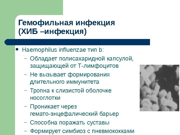 Гемофильная инфекция (ХИБ –инфекция) Haemophilus influenzae тип b: – Обладает полисахаридной капсулой,  защищающей
