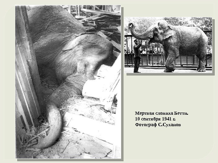 Мертвая слониха Бетти.  10 сентября 1941 г.  Фотограф С. Суханов 
