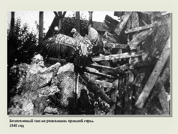 Белоголовый сип на развалинах орлиной горы.  1945 год  