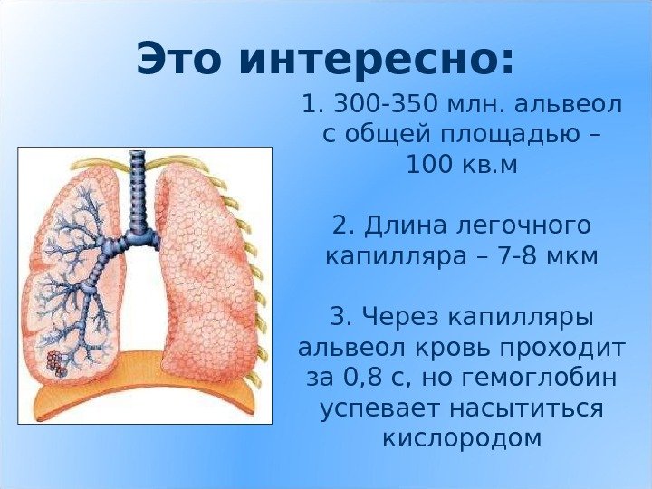 1. 300 -350 млн. альвеол с общей площадью – 100 кв. м 2. Длина