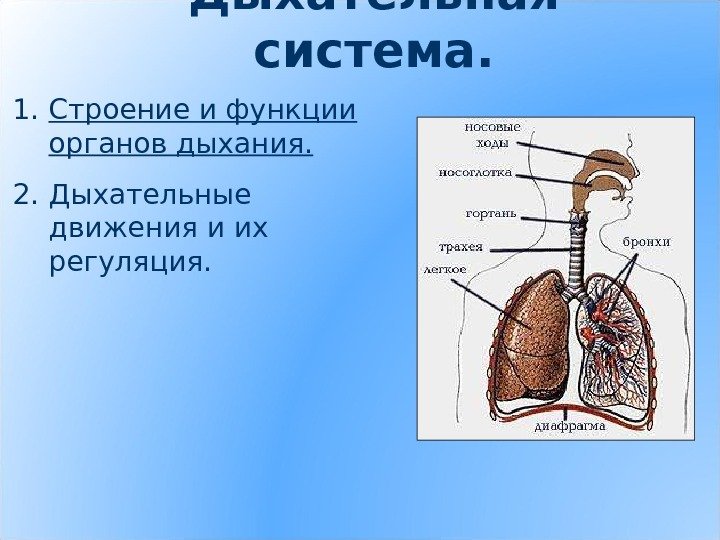 Дыхательная система. 1. Строение и функции органов дыхания. 2. Дыхательные движения и их регуляция.
