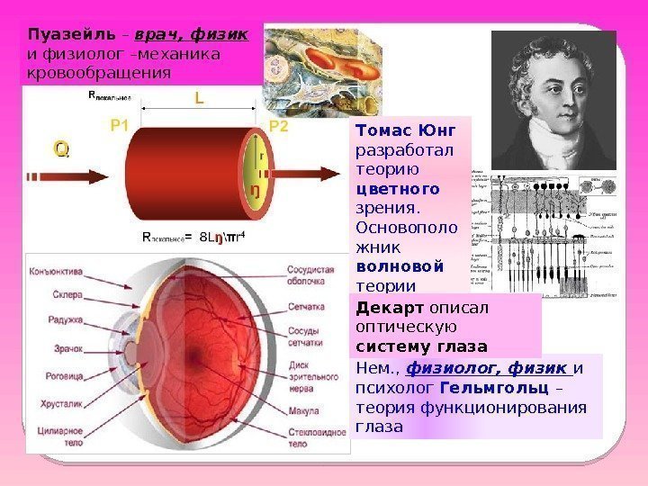 Томас Юнг разработал теорию цветного  зрения.  Основополо жник волновой теории света. Пуазейль