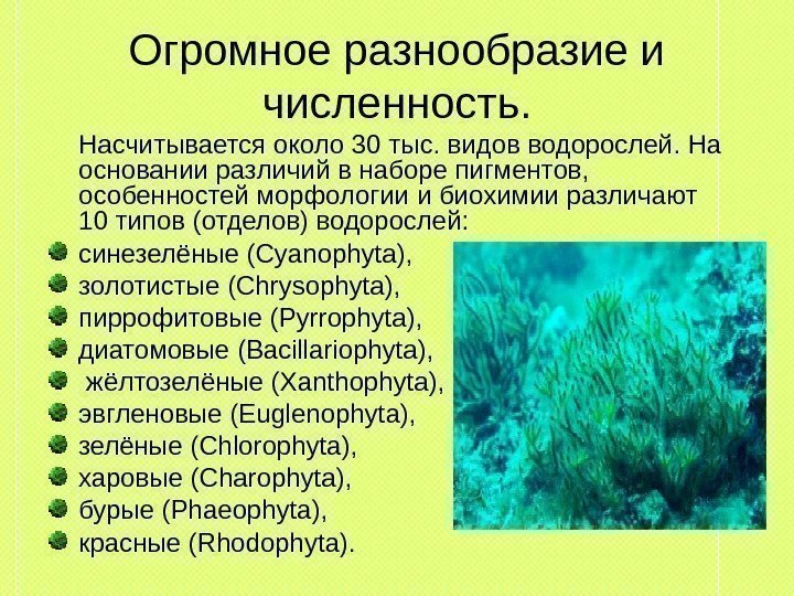 Огромное разнообразие и численность.  Насчитывается около 30 тыс. видов водорослей. На основании различий