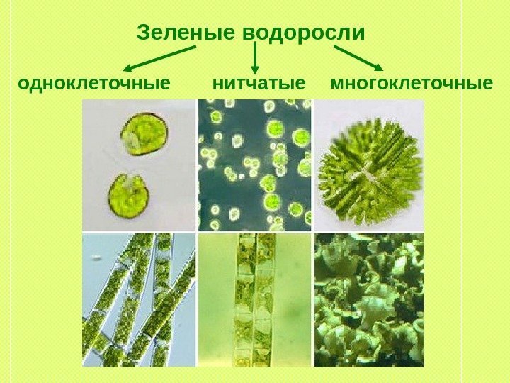 Зеленые водоросли одноклеточные нитчатые многоклеточные 