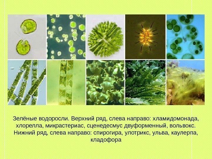 Зелёные водоросли. Верхний ряд, слева направо: хламидомонада,  хлорелла, микрастериас, сценедесмус двуформенный, вольвокс. 