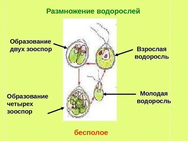 Размножение водорослей бесполое Взрослая водоросль Молодая водоросль. Образование двух зооспор Образование четырех зооспор 