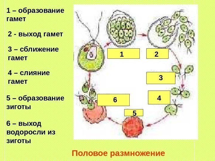 Половое размножение 1 2 3 4 561 – образование гамет 2 - выход гамет